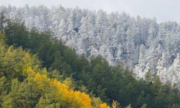 Лесу надо поклоняться