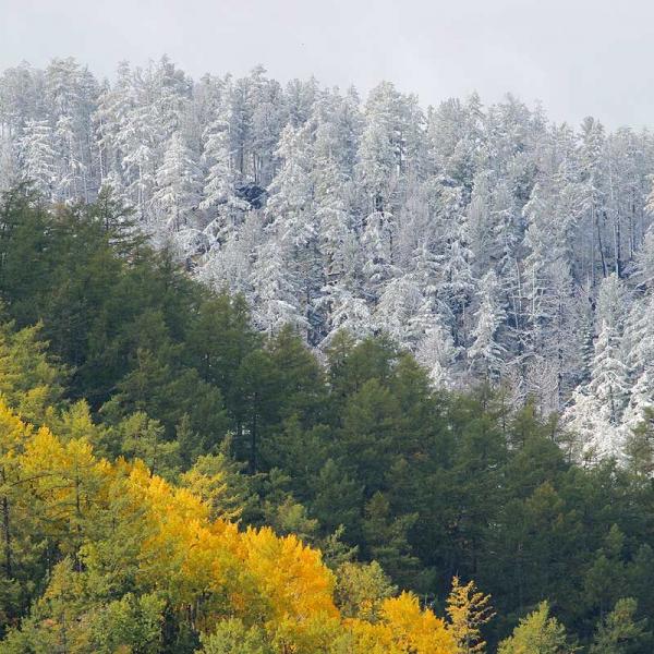 Лесу надо поклоняться