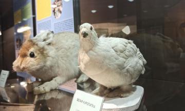 Выставка «Северяне»