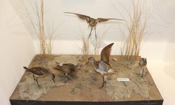 Рубрика «40 лет Музею природы Бурятии»