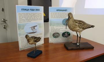 ПТИЦА ГОДА 2023 - КРОНШНЕП