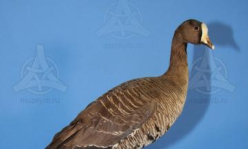 Как краснокнижные животные стали экспонатами музея?