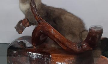 12 июля – 40 лет со дня открытия Музея природы Бурятии