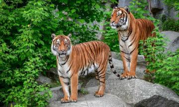 Эко-среда: Международный день тигра