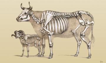 В Музее природы открыта  временная выставка «О чём расскажут кости»