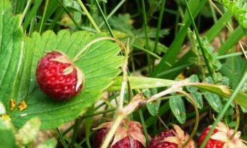 Эко-среда: в лес за ягодами