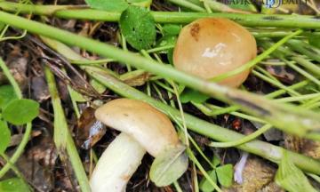 Грибы этим летом