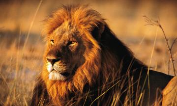 10 августа – Всемирный день льва