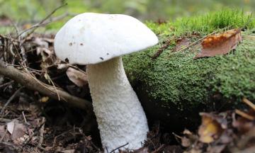 Эко-среда: День белого гриба