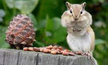 Эко-среда -Готовь сани летом