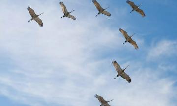 ЭКО-среда: Птицы готовятся к зиме