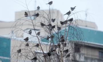 Эко-среда: Птицы и мы