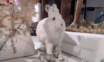 ЭКО-среда. Заяц-беляк отмечает