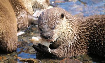 ЭКО-среда. 2 февраля отмечается Всемирный день водно-болотных угодий