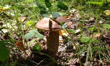 В Музее природы Бурятии открывается выставка «Грибное царство»