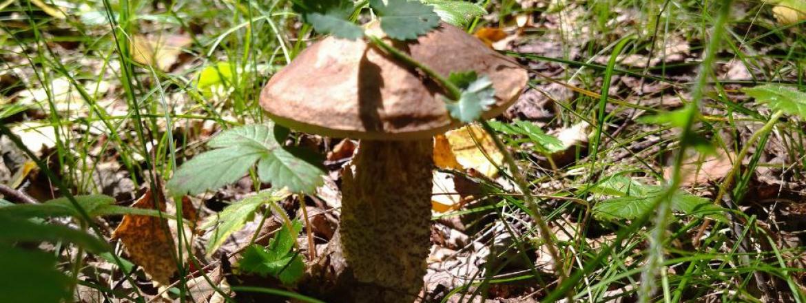 Грибное царство