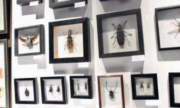 До закрытия выставки «Coleoptera. Планета жуков» остается всего одна неделя!