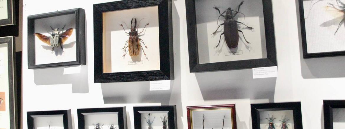 До закрытия выставки «Coleoptera. Планета жуков» остается всего одна неделя!