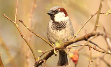 Домовый воробей – птица года 2022 (0+)