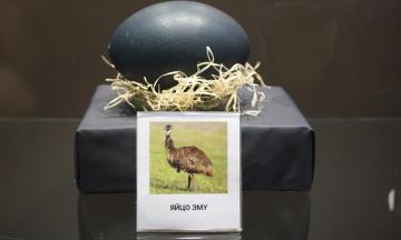 Выставка «Яйцо в жизни и жизнь в яйце» открылась Музее природы