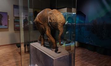 В Национальном музее открылась выставка «Мамонтёнок Люба. Сон длиною в 40 тысяч зим»