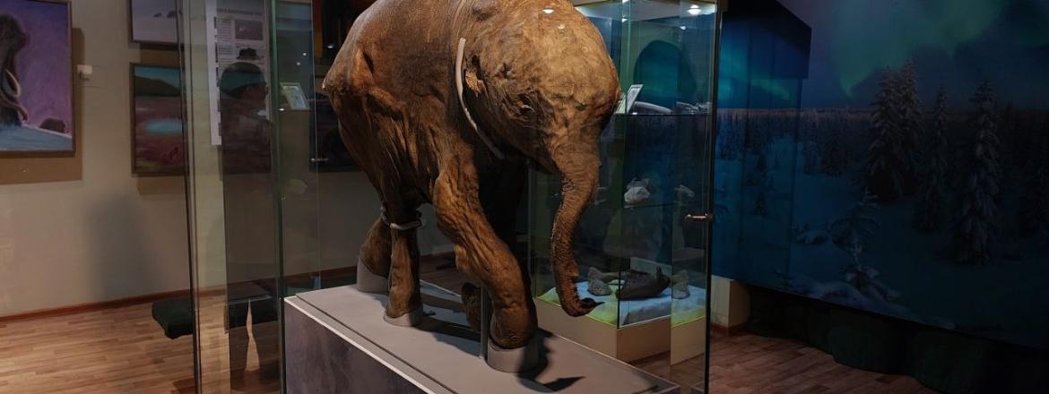 В Национальном музее открылась выставка «Мамонтёнок Люба. Сон длиною в 40 тысяч зим»