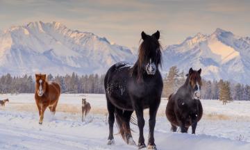 В Бурятии стартует региональный отборочный конкурс-выставка художественной фотографии «Навстречу Алтаргане»